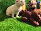 Scottish Fold Yavrularımız..