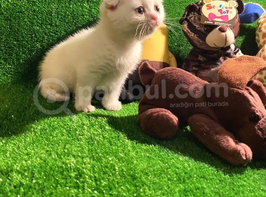 Scottish Fold Yavrularımız.. görsel