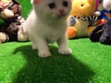 Scottish Fold Yavrularımız..