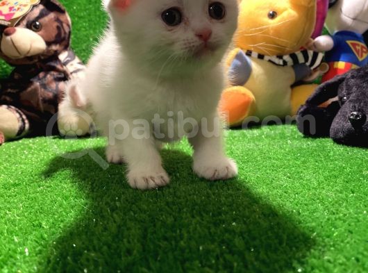 Scottish Fold Yavrularımız.. görsel