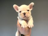 MUHTEŞEM ANATOMİ FRENCH BULLDOG BEBEĞİMİZ