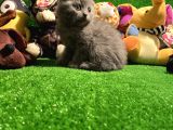 Scottish Fold Yavrularımız..