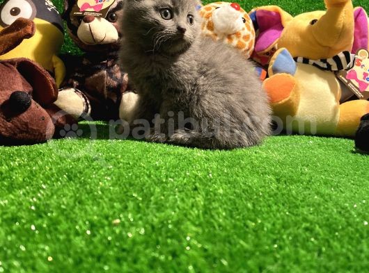 Scottish Fold Yavrularımız.. görsel