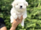 Gerçek Maltese Terri̇er Bebekler