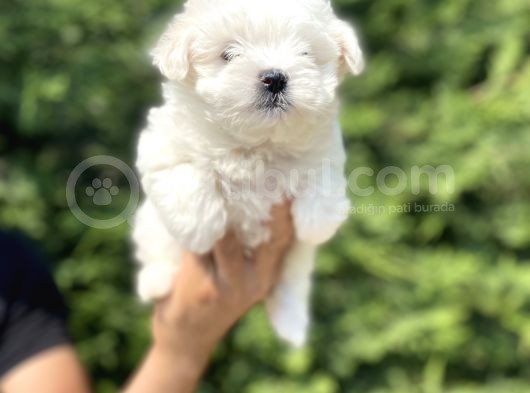 Gerçek Maltese Terri̇er Bebekler görsel