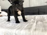 Black Di̇şi̇ Erkek French Bulldog Yavrular