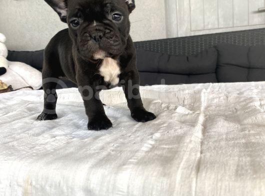 Black Di̇şi̇ Erkek French Bulldog Yavrular görsel