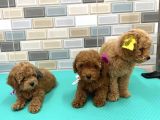 Red apricot Toy Poodle bebekler