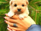 Teacup Malti̇po Üst Kali̇te
