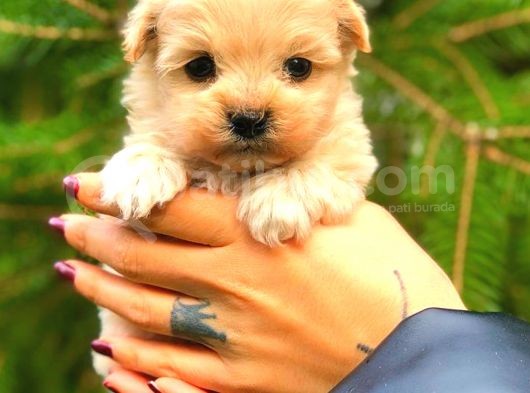 Teacup Malti̇po Üst Kali̇te görsel