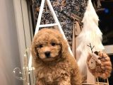 SEVİMLİ ORJİNAL IRK TOY POODLE YAVRULARIM