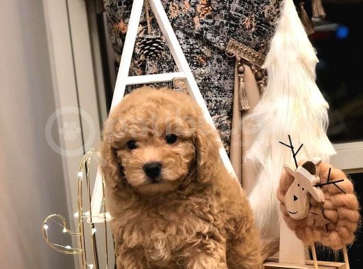 Sevi̇mli̇ Orji̇nal Irk Toy Poodle Yavrularim