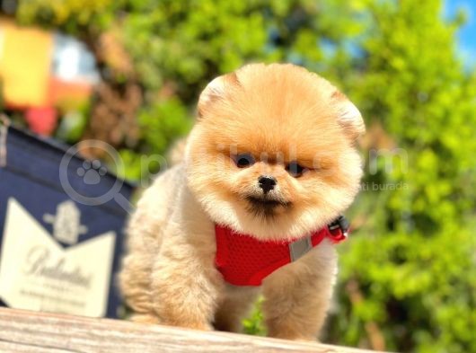Ayı Surat Pomerian Kızımız görsel