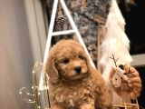 Sevi̇mli̇ Orji̇nal Irk Toy Poodle Yavrularim
