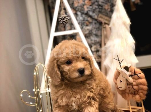 Sevi̇mli̇ Orji̇nal Irk Toy Poodle Yavrularim görsel