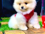 2.5 Aylık Pomeranian Yavrular