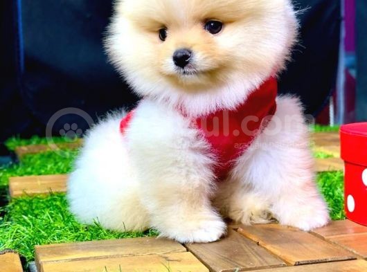 2.5 Aylık Pomeranian Yavrular görsel