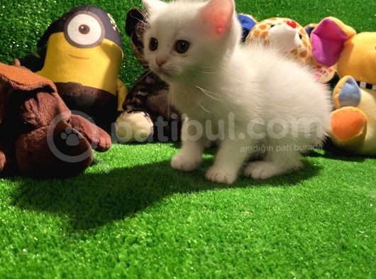 Scottish Fold Yavrularımız.. görsel