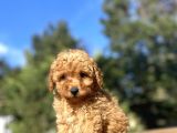 Di̇şi̇ Erkek Garanti̇li̇ Toy Poodle Yavrular