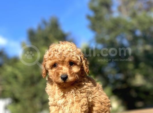 Di̇şi̇ Erkek Garanti̇li̇ Toy Poodle Yavrular görsel
