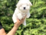 Gerçek Maltese Terri̇er Bebekler