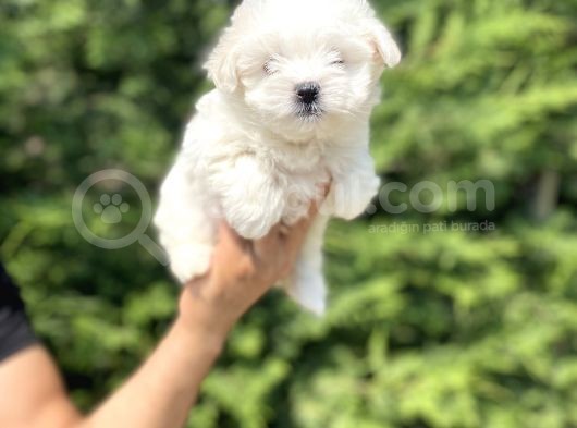 Gerçek Maltese Terri̇er Bebekler görsel