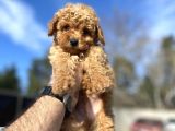 DİŞİ ERKEK GARANTİLİ TOY POODLE YAVRULAR