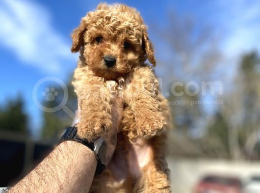 Di̇şi̇ Erkek Garanti̇li̇ Toy Poodle Yavrular