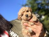 Mi̇ni̇ Boy Poodle Bebekler Di̇şi̇ Erkek