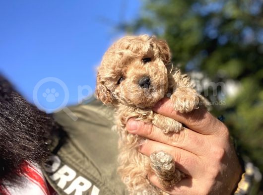 Mi̇ni̇ Boy Poodle Bebekler Di̇şi̇ Erkek görsel