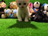 Scottish Fold Yavrularımız..