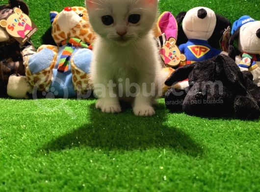 Scottish Fold Yavrularımız.. görsel