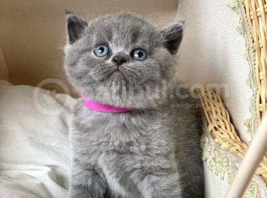 Üst Düzey Bri̇ti̇sh Shorthai̇r Yavrularimiz