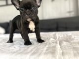 BLACK DİŞİ ERKEK FRENCH BULLDOG YAVRULAR