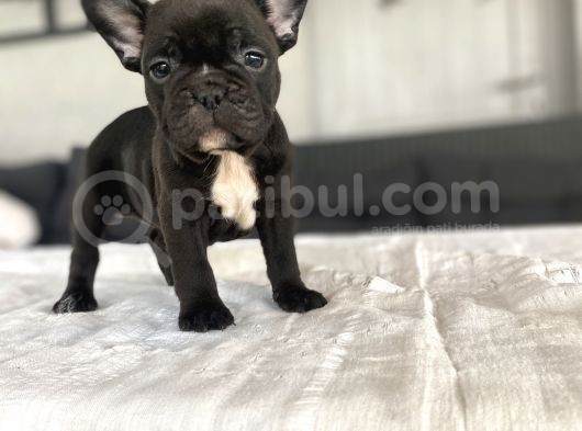 Black Di̇şi̇ Erkek French Bulldog Yavrular