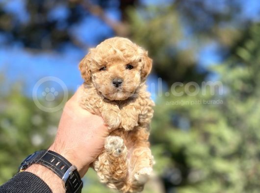 Mi̇ni̇ Boy Poodle Bebekler Di̇şi̇ Erkek görsel