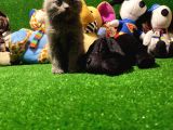 Scottish Fold Yavrularımız..
