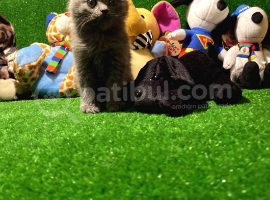 Scottish Fold Yavrularımız.. görsel