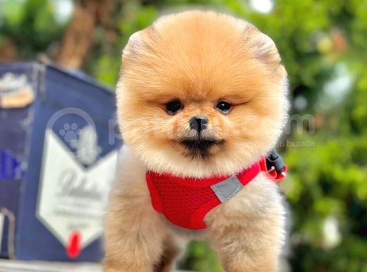 Ayı Surat Pomerian Kızımız