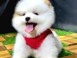 2.5 aylık pomeranian yavrular