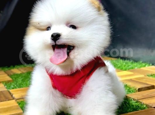 2.5 Aylık Pomeranian Yavrular