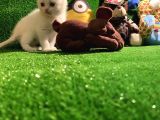 Scottish Fold Yavrularımız..