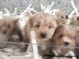 2 Aylık Erkek Ve Dişi Maltipo Yavrular