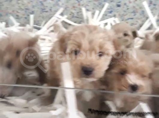 2 Aylık Erkek Ve Dişi Maltipo Yavrular görsel