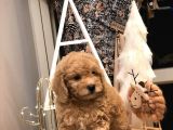 Sevi̇mli̇ Orji̇nal Irk Toy Poodle Yavrularim