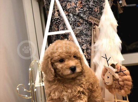 Sevi̇mli̇ Orji̇nal Irk Toy Poodle Yavrularim görsel