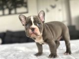 ÖZEL RENK FRENCH BULLDOG BEBEĞİMİZ A KALİTE