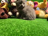 Scottish Fold Yavrularımız..