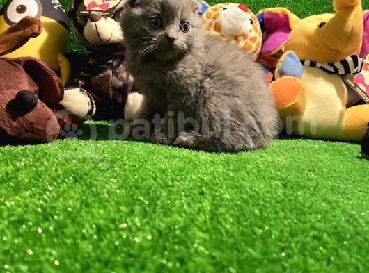 Scottish Fold Yavrularımız.. görsel