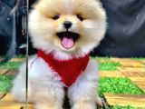 2.5 Aylık Pomeranian Yavrular